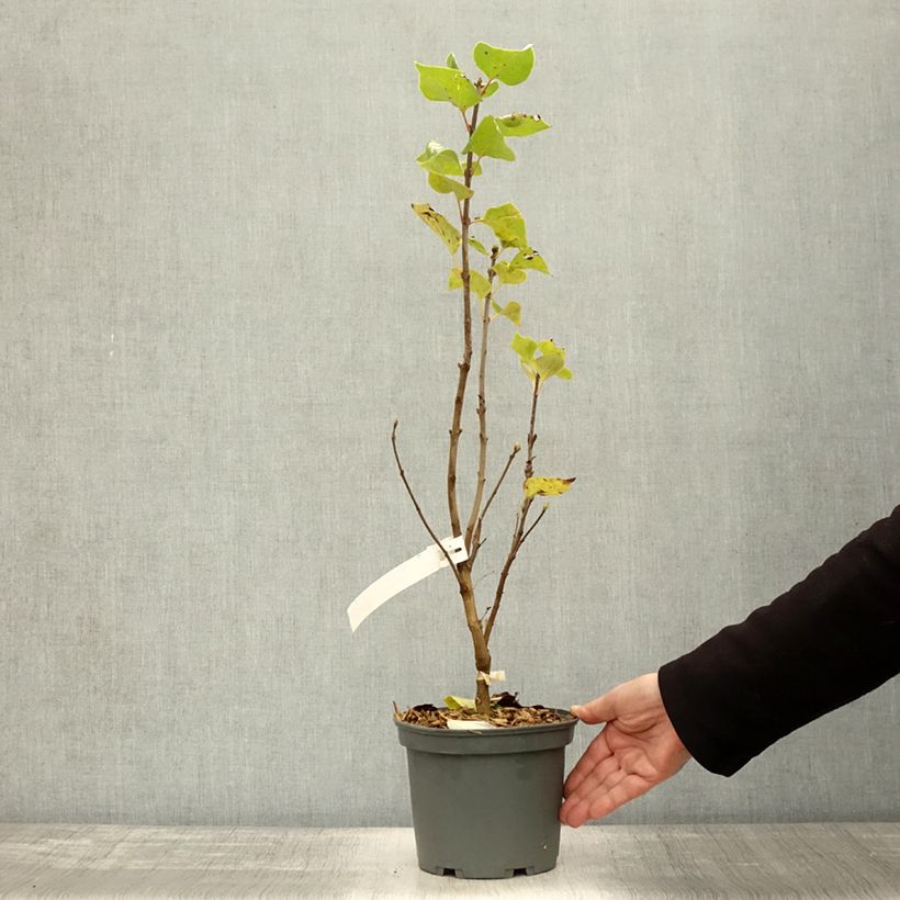 Example of Edelflieder Président Grevy - Syringa vulgaris Topf mit 4L/5L as you get in automne