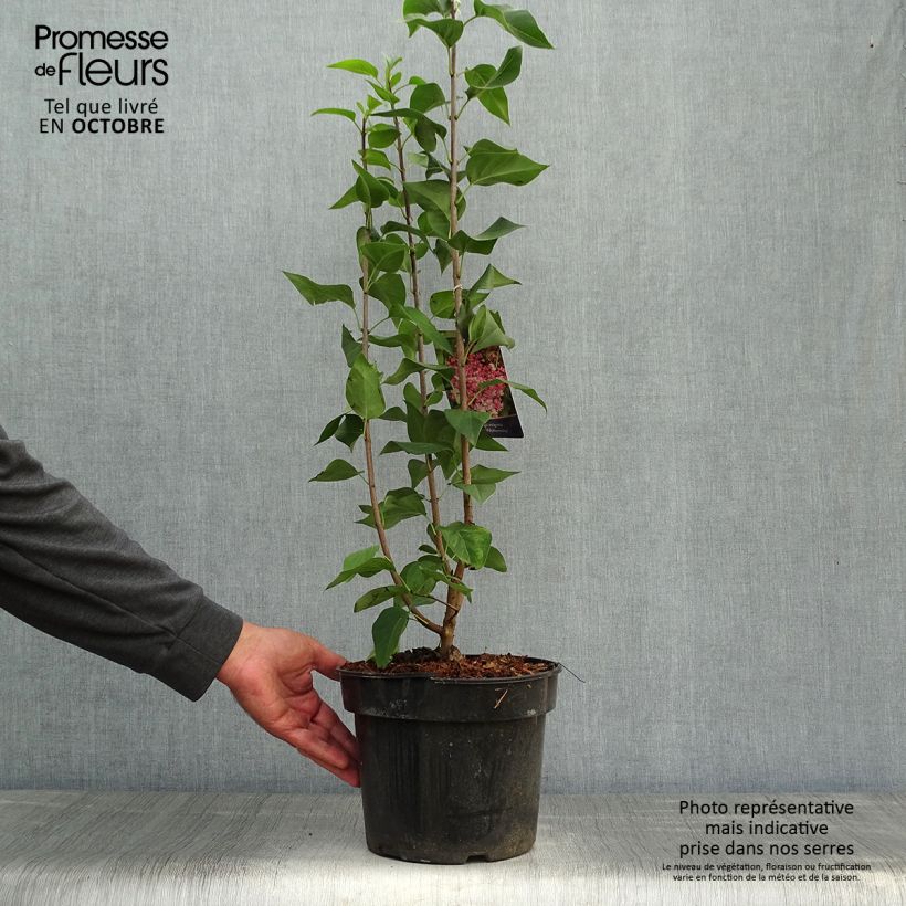 Example of Edelflieder Prince Wolkonsky - Syringa vulgaris Topf mit 3L/4L as you get in automne