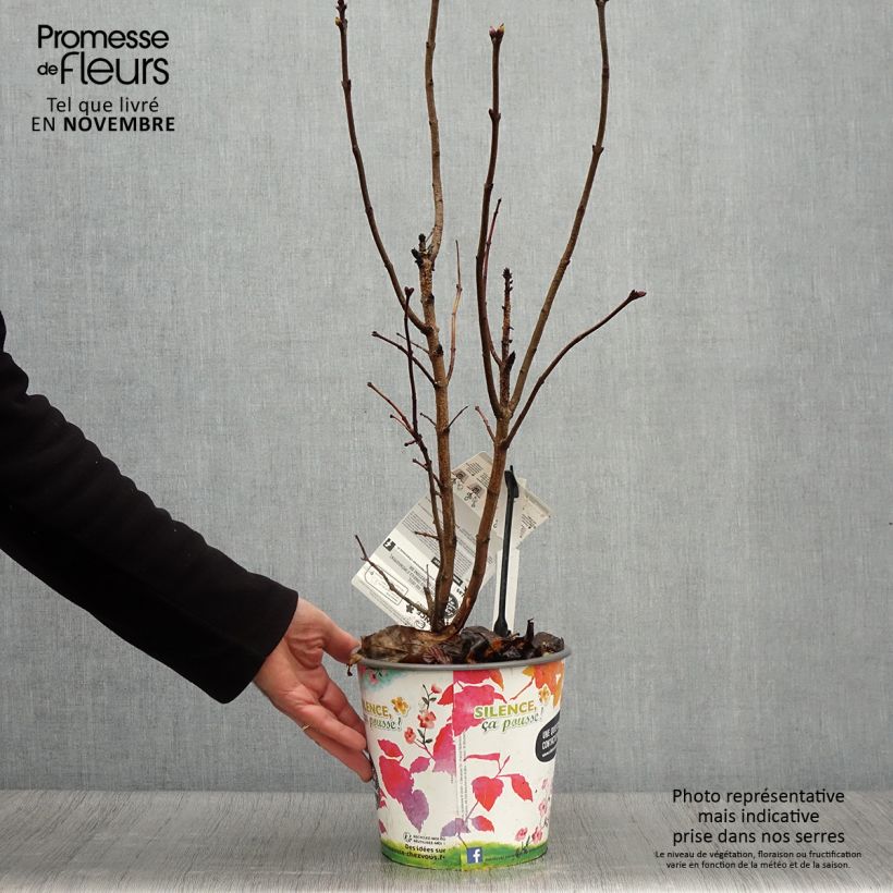 Example of Edelflieder Princesse Sturdza - Syringa vulgaris Topf mit 4L/5L as you get in automne