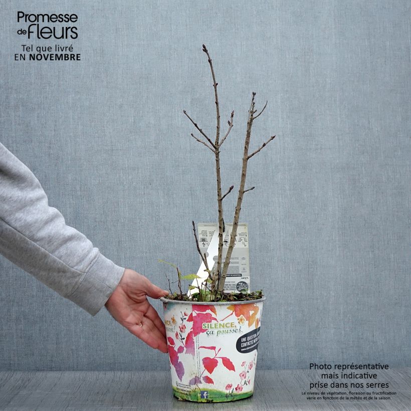 Example of Edelflieder Souvenir de Louis Spaeth - Syringa vulgaris Topf mit 2L/3L as you get in automne