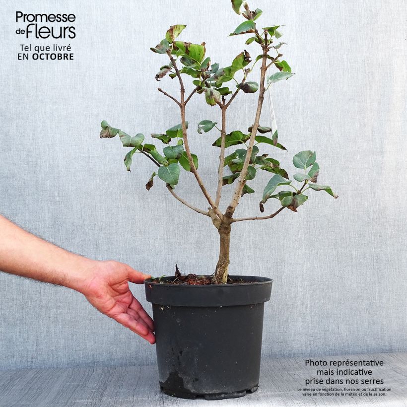 Example of Edelflieder Souvenir de Louis Spaeth - Syringa vulgaris Topf mit 7,5L/10L as you get in automne
