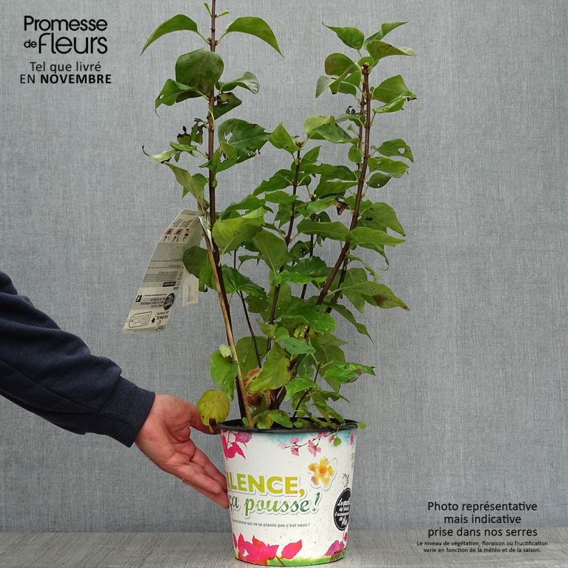 Example of Edelflieder Zhemchuzhina - Syringa vulgaris Topf mit 4L/5L as you get in automne