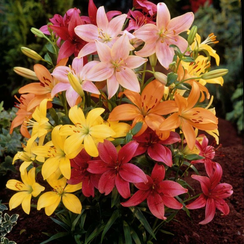 Asiatische Lilie Mix - Lilium (Flowering)