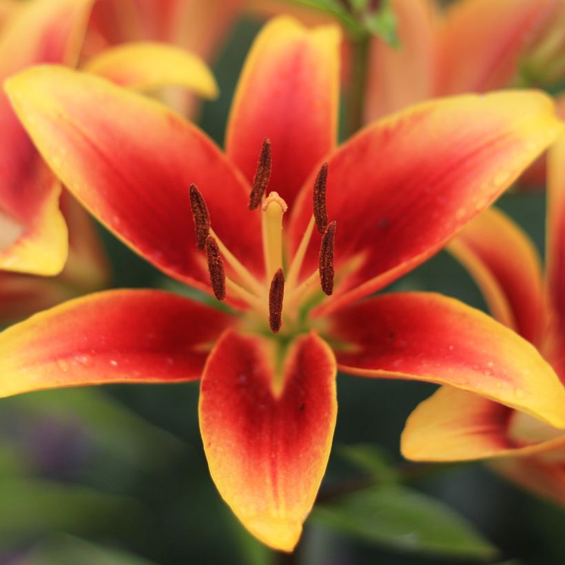 Orientalische Lilie Avalon Sunset - Lilium (Flowering)