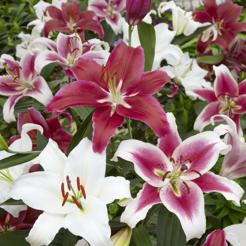 Orientalische Lilie Mix - Lilium (Flowering)