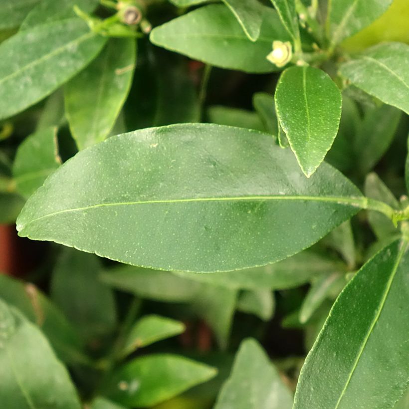 Limequat - Citrus floridana (Foliage)