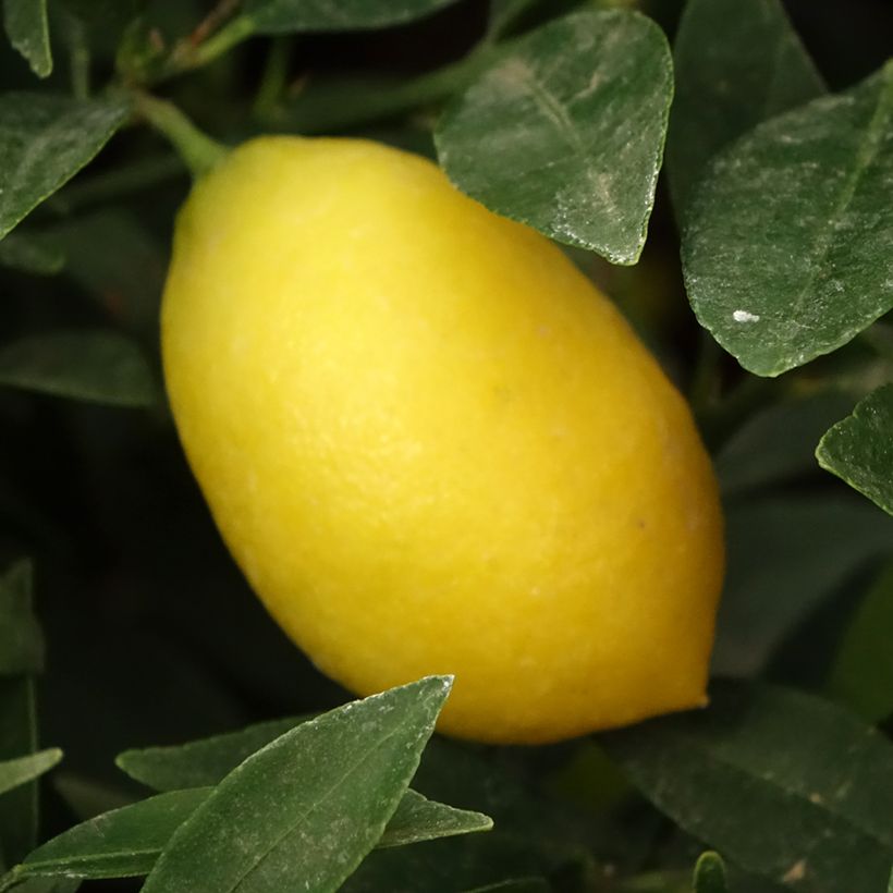 Limequat - Citrus floridana (Harvest)