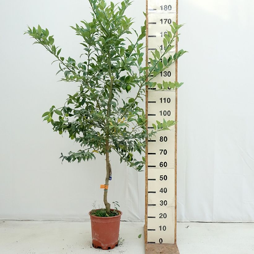 Exemplar von Limequat - Citrus floridana Topf mit 7,5L/10L, Halbstamm wie im Herbst geliefert