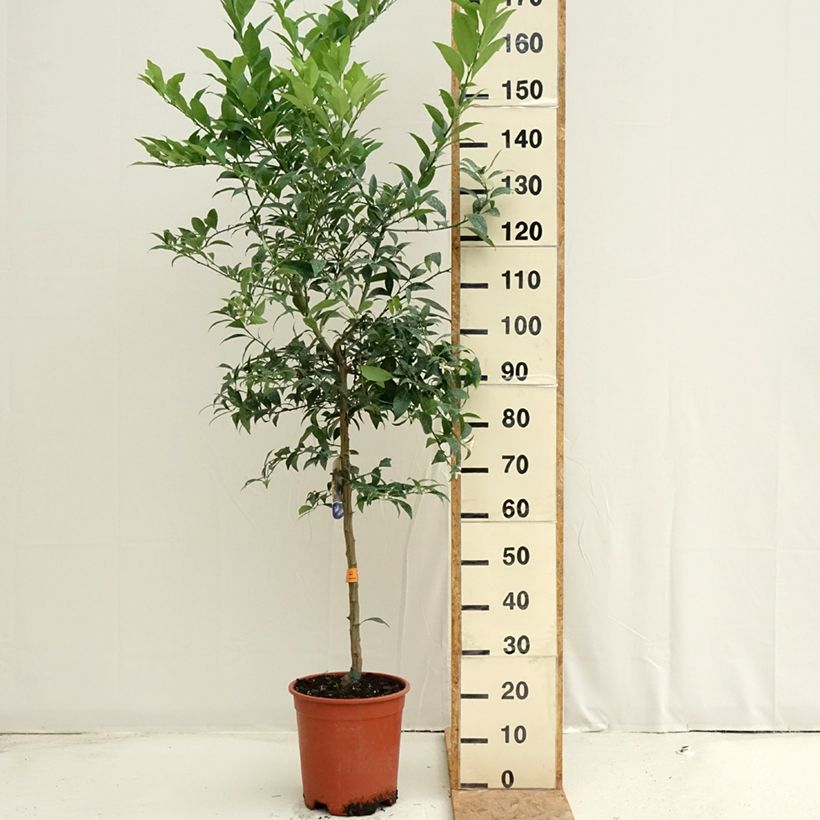 Example of Limequat - Citrus floridana Topf mit 7,5L/10L, Halbstamm as you get in ete