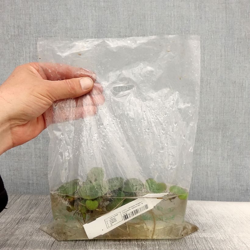 Example of Limnobium laevigatum - Südamerikanischer Froschbiss Wurzelnackt as you get in printemps