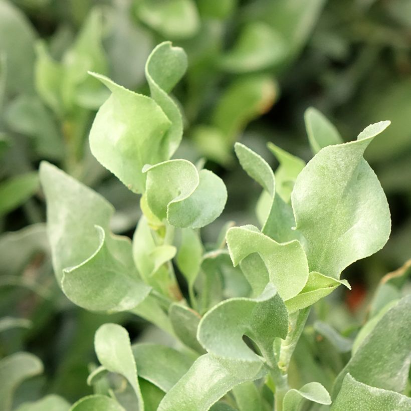 Limoniastrum monopetalum - Strauchstrandflieder (Foliage)