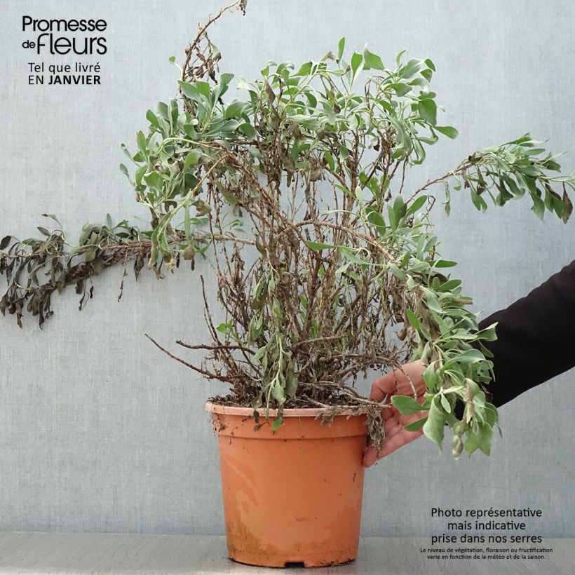 Exemplar von Limoniastrum monopetalum - Strauchstrandflieder Topf mit 7,5L/10L wie im Winter geliefert