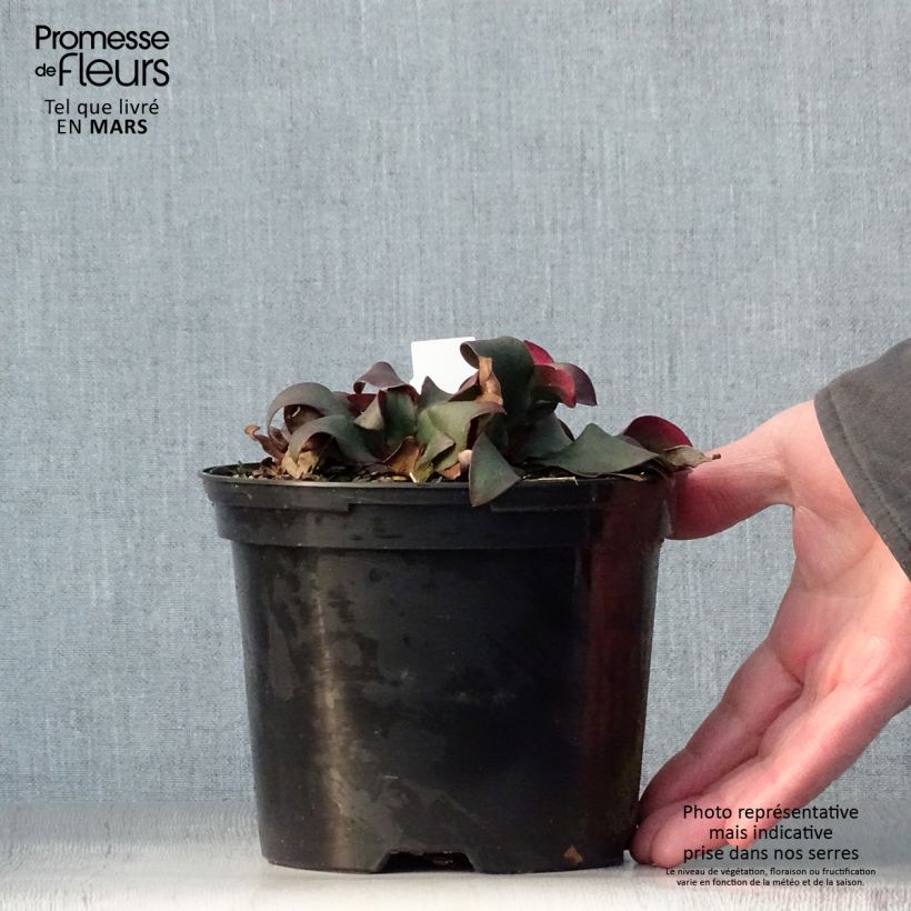 Exemplar von Limonium gmelinii Dazzle Rocks - Blauer Strandflieder Topf mit 2L/3L wie im Frühjahr geliefert