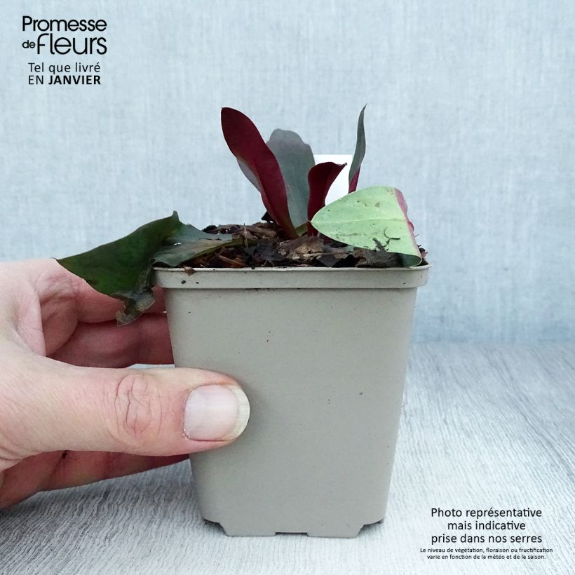 Exemplar von Limonium gmelinii Dazzle Rocks - Blauer Strandflieder Kleine Töpfe von 8/9 cm wie im Winter geliefert