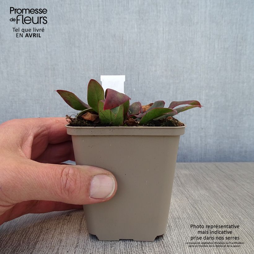 Exemplar von Limonium gmelinii Dazzle Rocks - Blauer Strandflieder Kleine Töpfe von 8/9 cm wie im Frühjahr geliefert