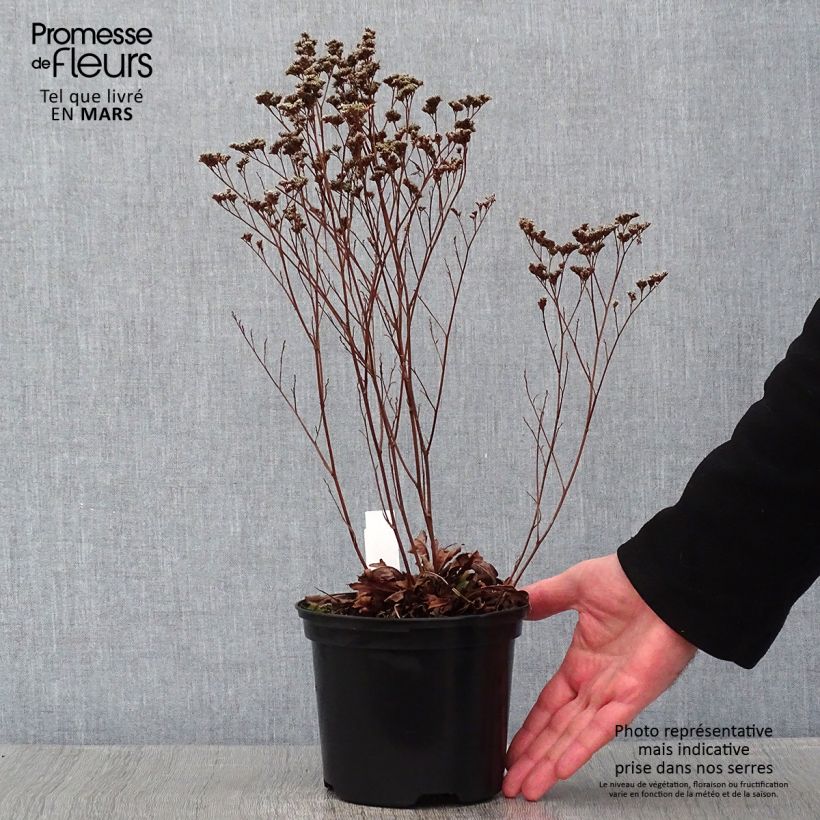 Example of Limonium gmelinii Dazzle Rocks - Blauer Strandflieder Topf mit 2L/3L as you get in hiver