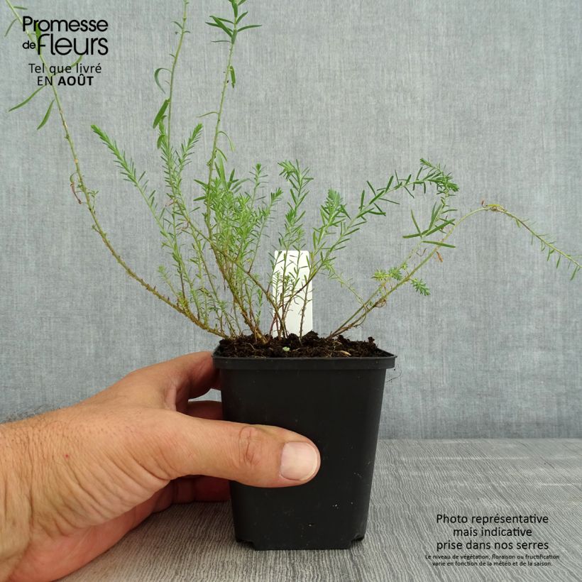 Exemplar von Limonium gmelinii Dazzle Rocks - Blauer Strandflieder Kleine Töpfe von 8/9 cm wie im Sommer geliefert