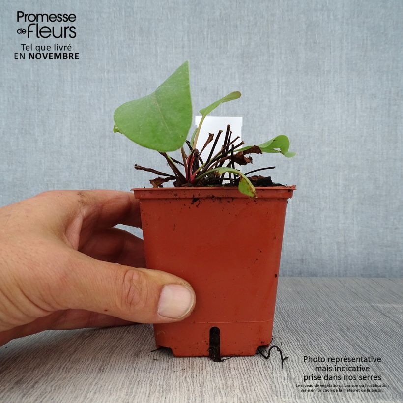 Example of Limonium perezzi - Perez' Strandflieder Kleine Töpfe von 8/9 cm as you get in automne