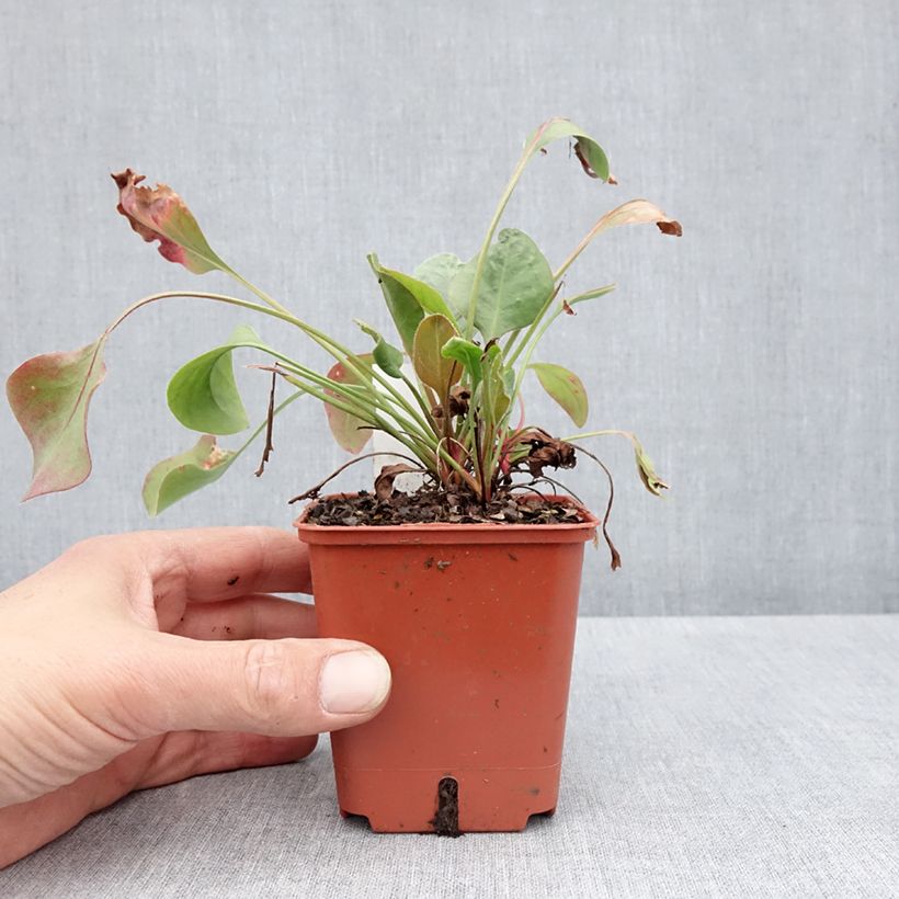 Exemplar von Limonium perezzi - Perez' Strandflieder Kleine Töpfe von 8/9 cm wie im Frühjahr geliefert