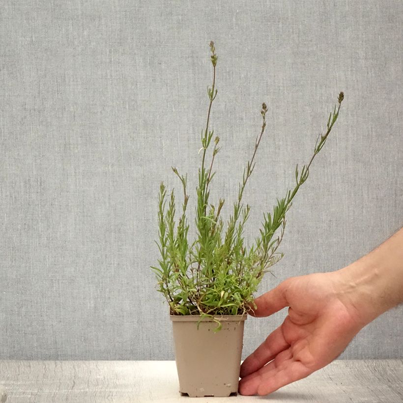 Example of Leinkraut Antique Silver - Linaria anticaria Kleine Töpfe von 8/9 cm as you get in ete