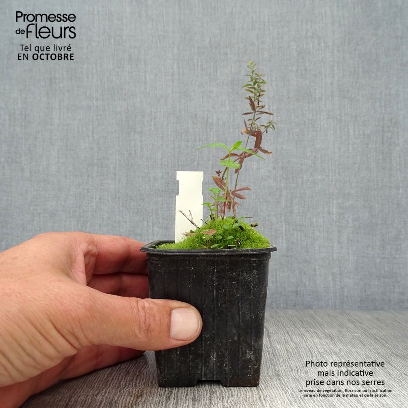 Example of Purpur-Leinkraut Peachy - Linaria purpurea Kleine Töpfe von 8/9 cm as you get in automne