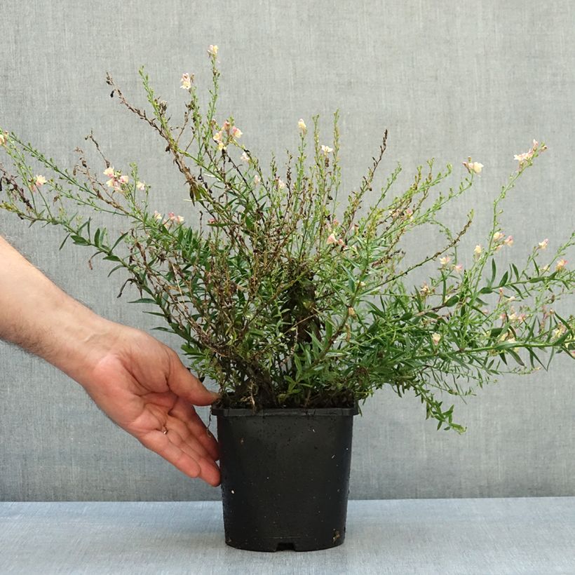 Exemplar von Purpur-Leinkraut Peachy - Linaria purpurea Topf mit 2L/3L wie im Herbst geliefert