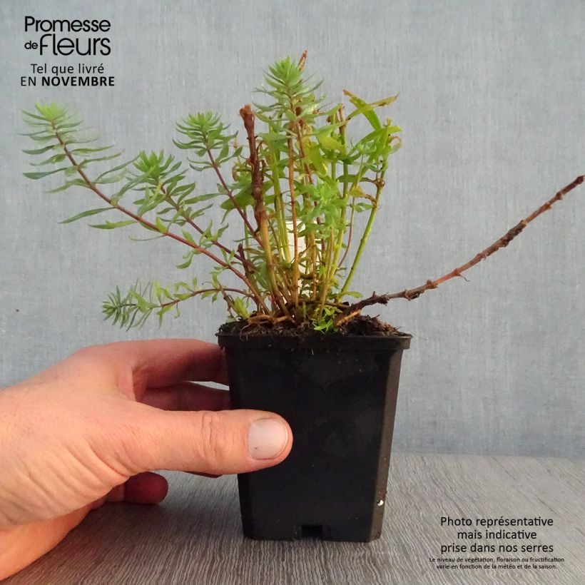 Example of Purpur-Leinkraut Canon J. Went - Linaria purpurea Kleine Töpfe von 8/9 cm as you get in automne