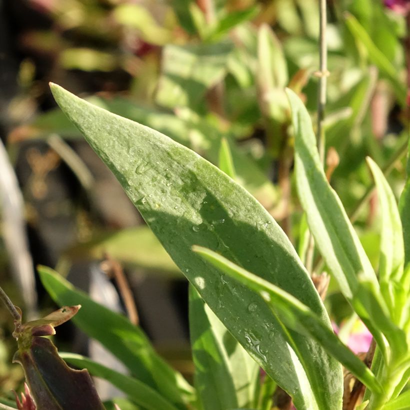 Iberisches Leinkraut - Linaria triornithophora (Foliage)