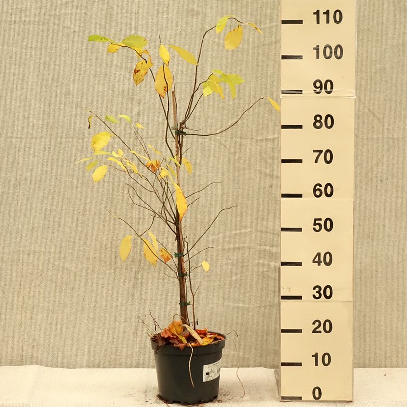Example of Lindera benzoin - Fieberstrauch Topf mit 4L/5L as you get in automne