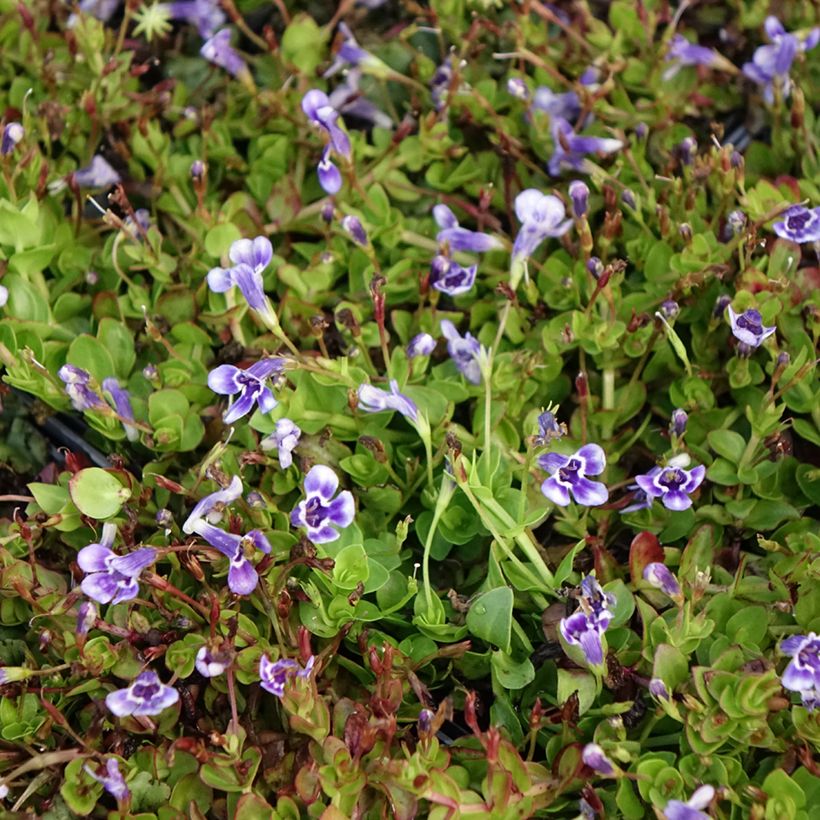 Lindernia grandiflora - Großblütiges Büchsenkraut (Flowering)