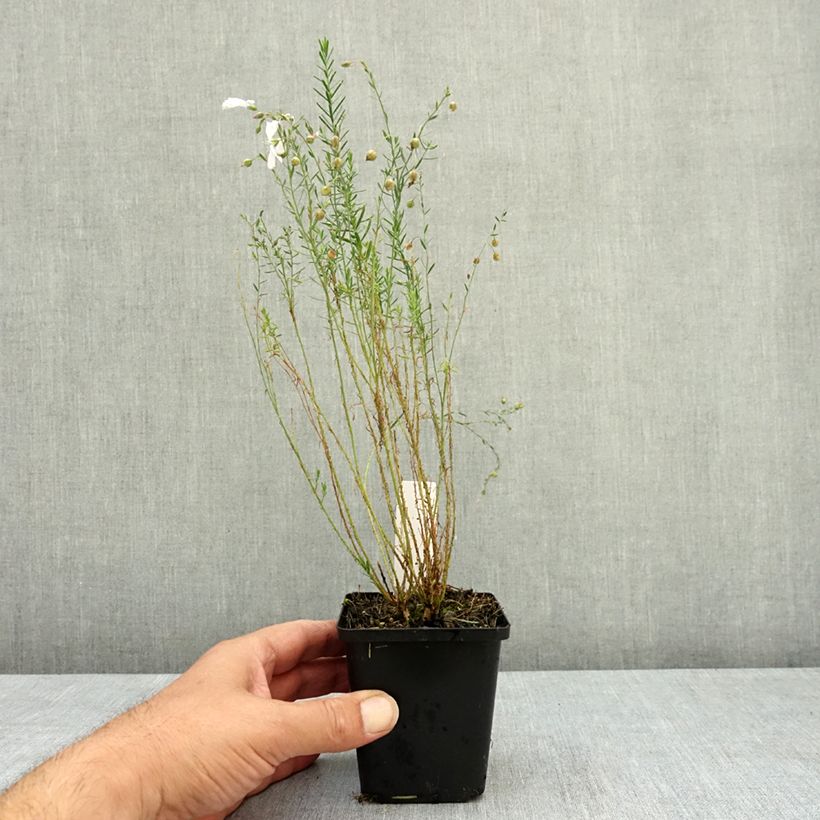 Exemplar von Linum perenne Diamant - Lin vivace Godet de 8/9 cm wie im Sommer geliefert