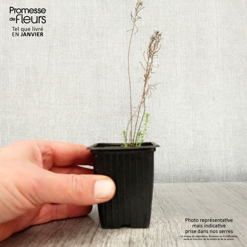 Exemplar von Stauden-Lein - Linum perenne Kleine Töpfe von 7/8 cm wie im Winter geliefert