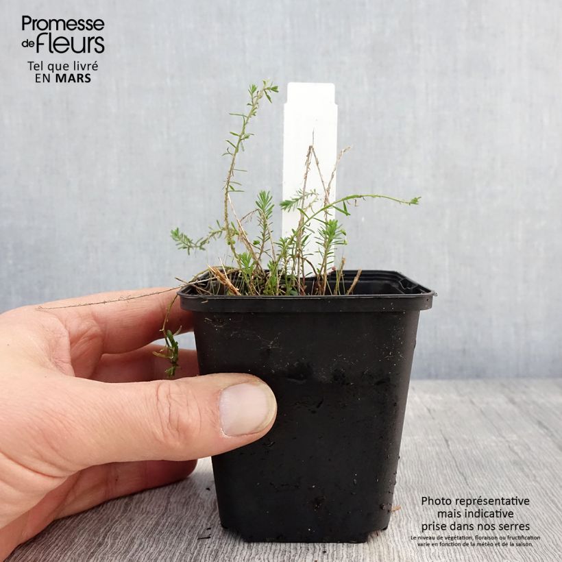 Exemplar von Stauden-Lein Saphir - Linum perenne Kleine Töpfe von 8/9 cm wie im Frühjahr geliefert