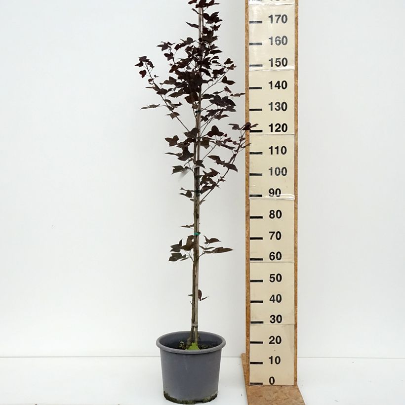 Example of Liquidambar formosana - Chinesischer Amberbaum Topf mit 12L/15L as you get in ete