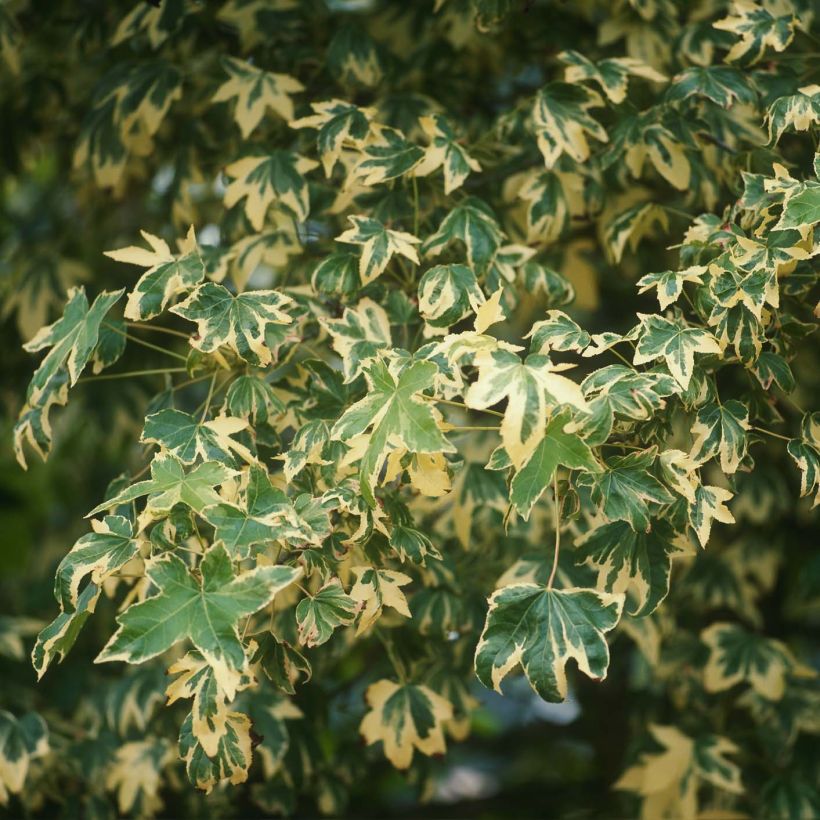 Liquidambar styraciflua Albomarginata Manon - Amberbaum (Foliage)