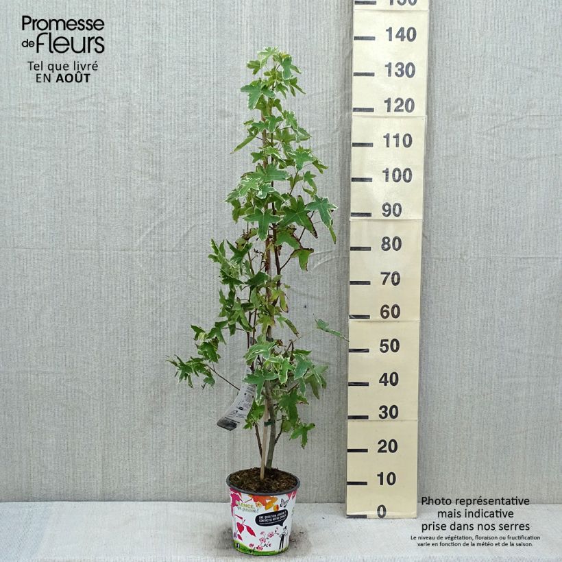 Example of Liquidambar styraciflua Albomarginata Manon - Amberbaum Topf mit 4L/5L as you get in ete