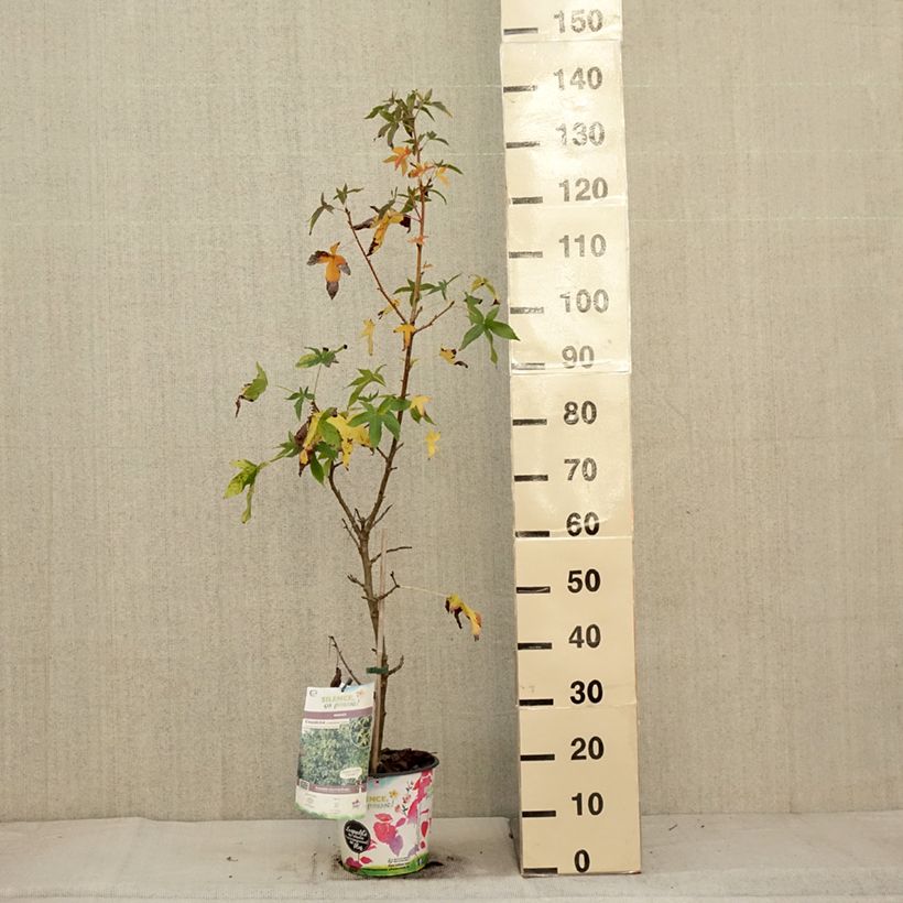 Example of Liquidambar styraciflua Aurea - Amberbaum Topf mit 4L/5L as you get in automne