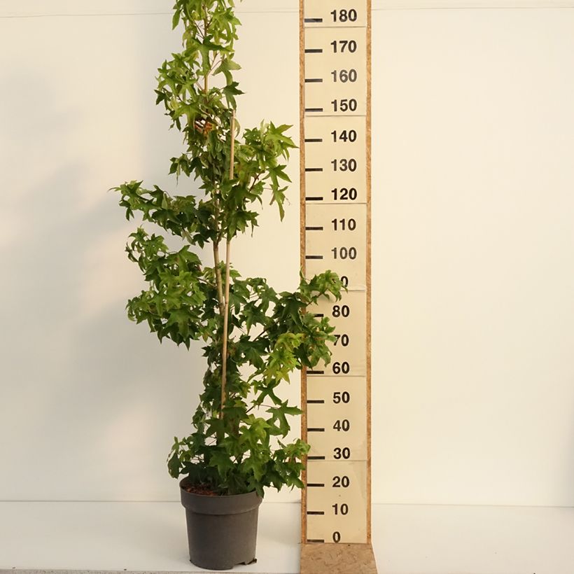 Example of Liquidambar styraciflua Autumn Color Globe - Amberbaum Topf mit 6L/7L as you get in ete