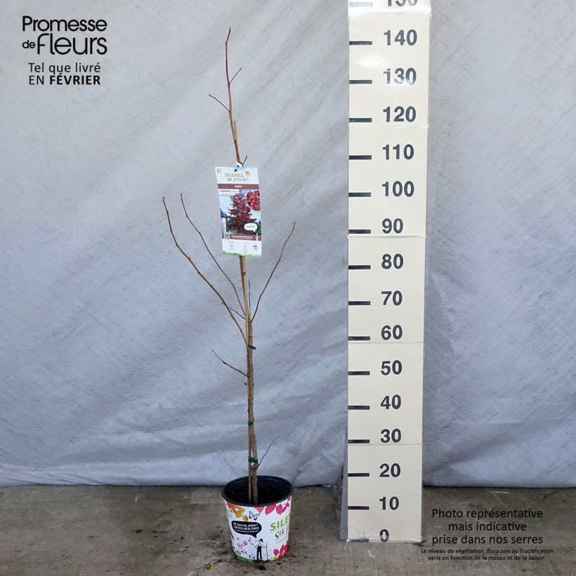 Exemplar von Liquidambar styraciflua - Amberbaum Topf mit 3L/4L wie im Winter geliefert