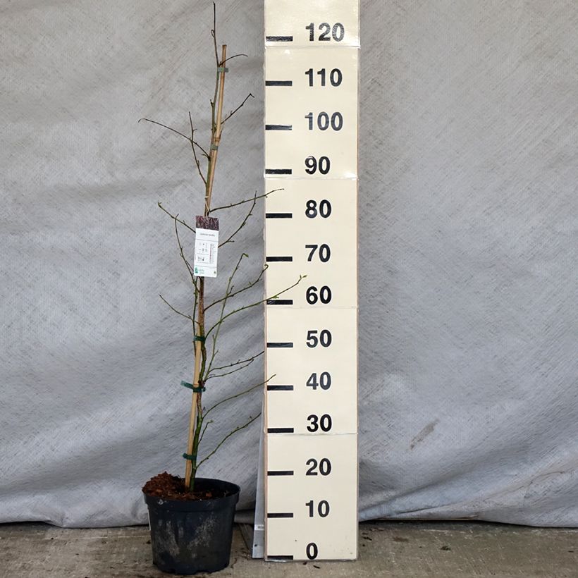 Exemplar von Liquidambar styraciflua - Amberbaum Topf mit 3L/4L wie im Frühjahr geliefert