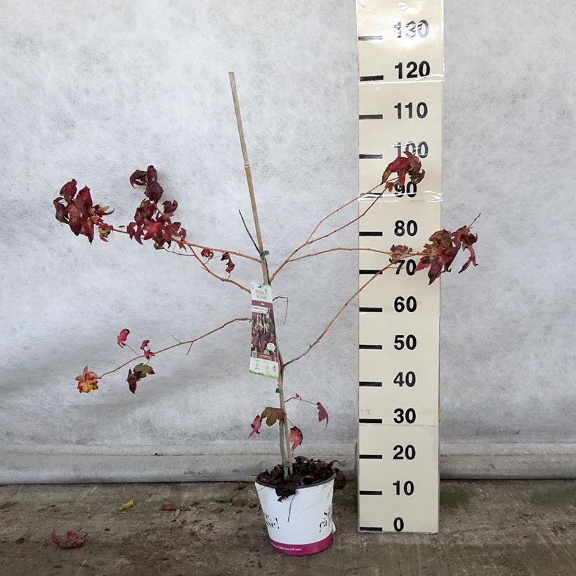 Example of Liquidambar styraciflua Golden Sun - Amberbaum Topf mit 4L/5L as you get in automne