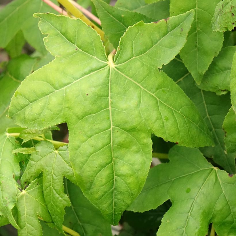 Liquidambar styraciflua Golden Sun - Amberbaum (Foliage)