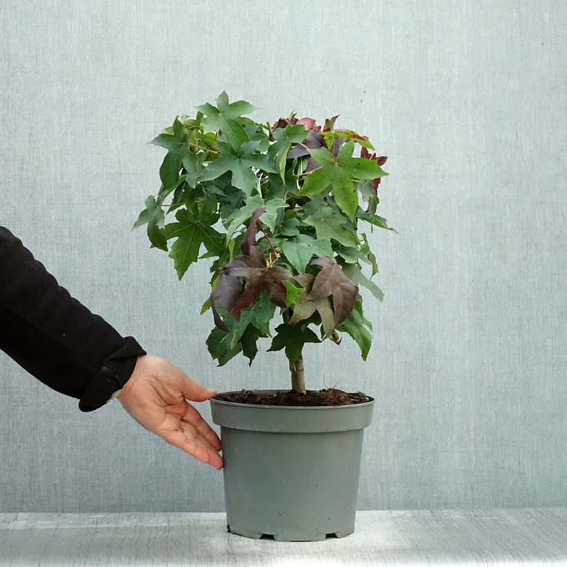 Example of Liquidambar styraciflua Gum Ball - Amberbaum Topf mit 4L/5L as you get in automne