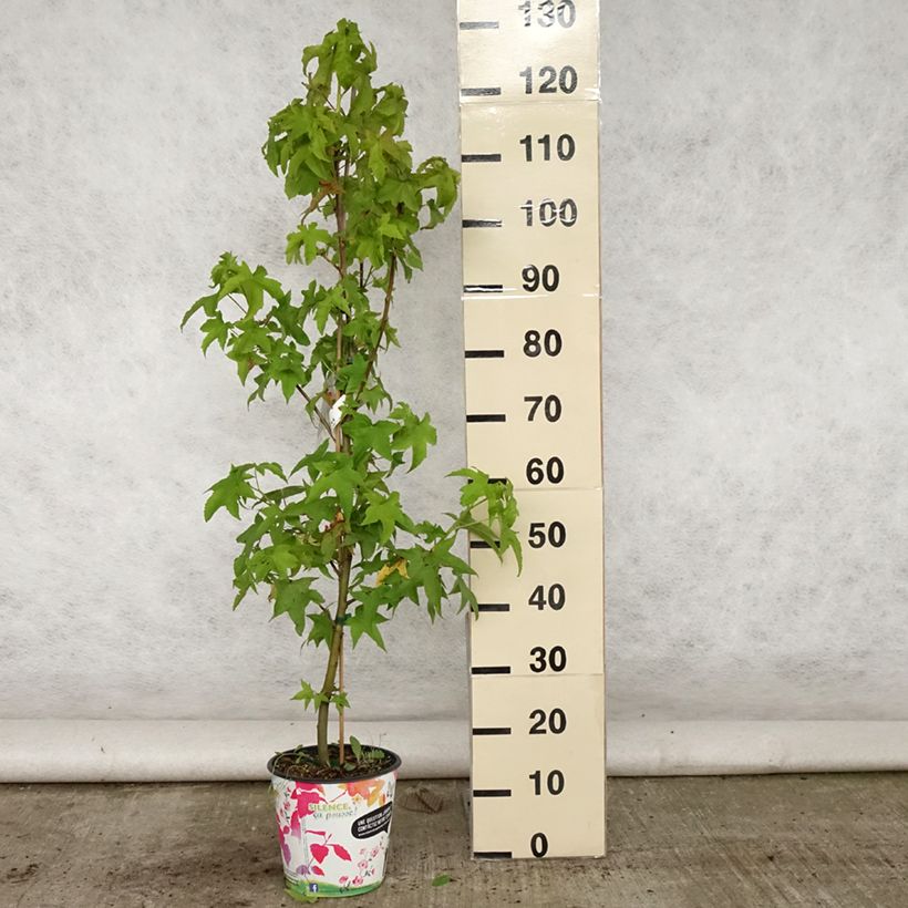 Example of Liquidambar styraciflua Lane Roberts - Amberbaum Topf mit 2L/3L as you get in ete