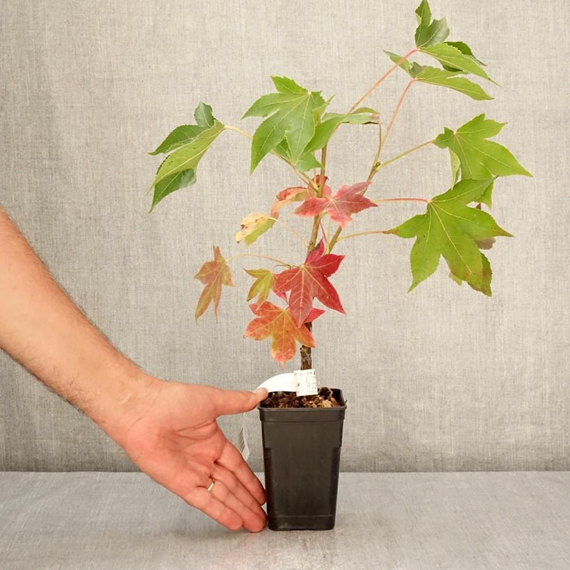 Example of Liquidambar styraciflua Oakville Highlight - Amberbaum Topf mit 1L/1,5L as you get in ete