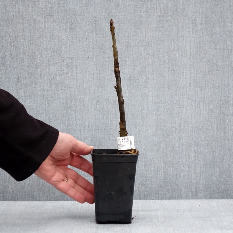 Exemplar von Liquidambar styraciflua Oakville Highlight - Amberbaum Topf mit 1L/1,5L wie im Winter geliefert