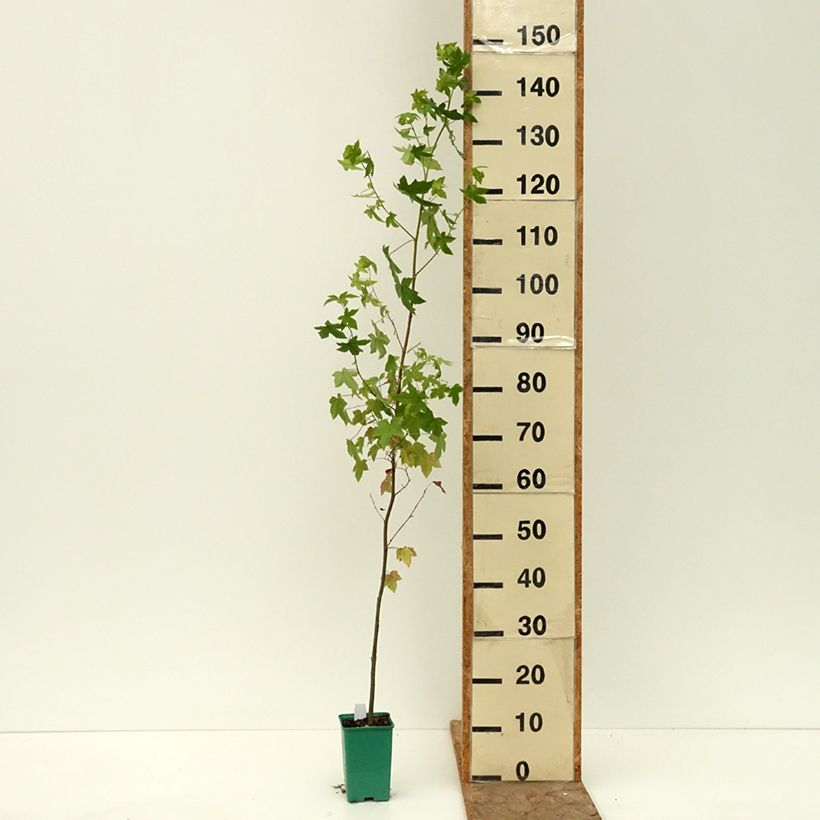 Exemplar von Liquidambar styraciflua - Amberbaum Topf 12 cm / 13 cm wie im Sommer geliefert