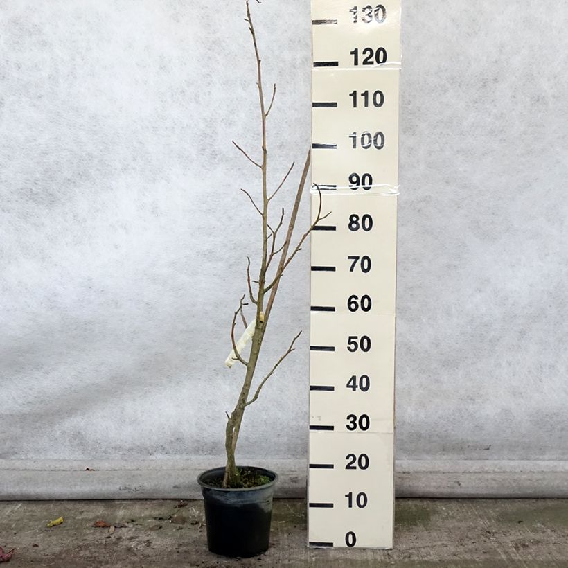 Example of Liquidambar styraciflua Rotundiloba - Amberbaum Topf mit 4L/5L as you get in automne
