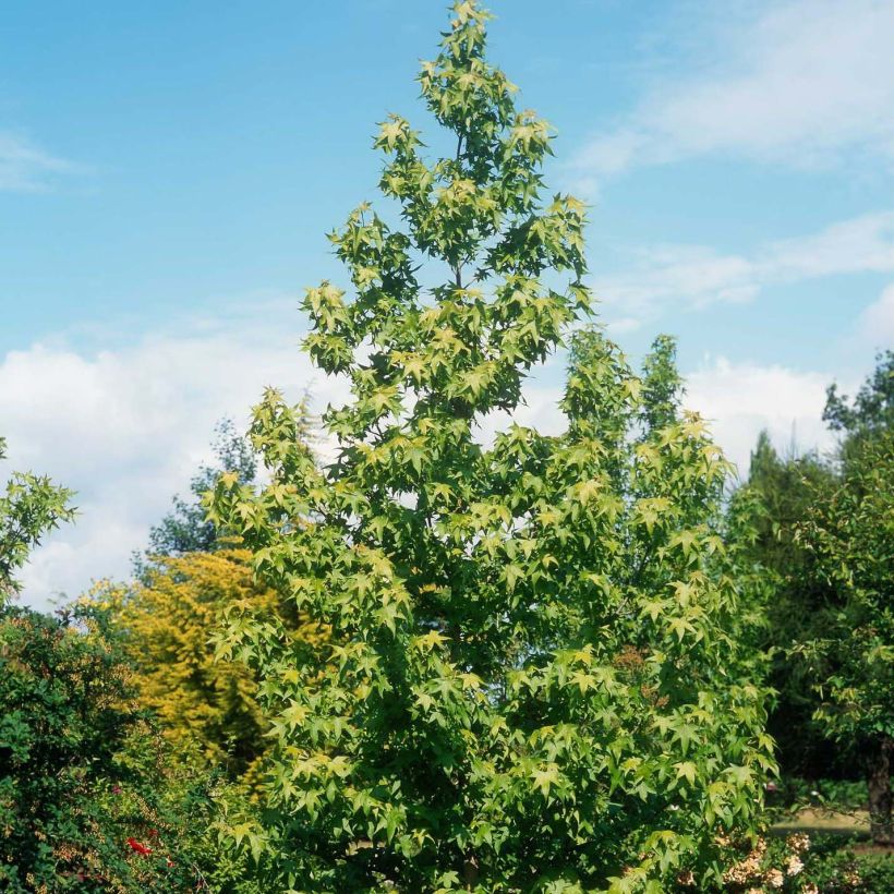 Liquidambar styraciflua Thea - Amberbaum (Plant habit)