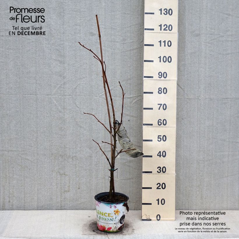 Example of Liquidambar styraciflua Thea - Amberbaum Topf mit 4L/5L as you get in automne